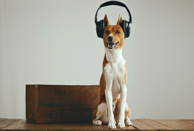 Hond met hoofdtelefoon op kop