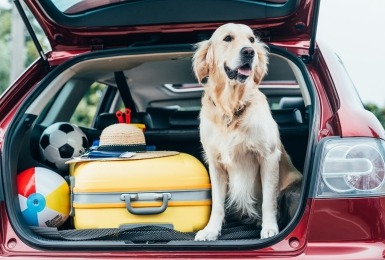 Golden retriever in autokoffer