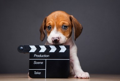 Beagle puppy met film clapper 