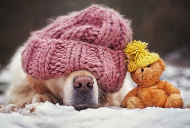 Hond ligt met muts op in de sneeuw