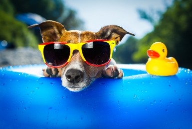 Hond met badeendje in zwembadje