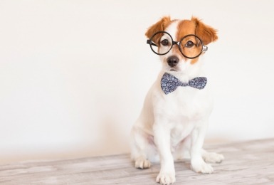 Hond met bril 