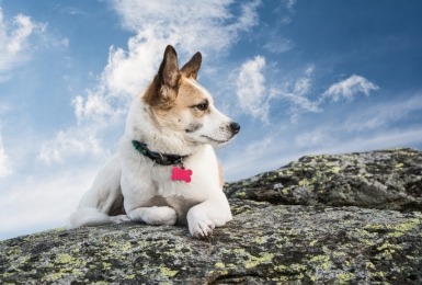 Hond met name tag