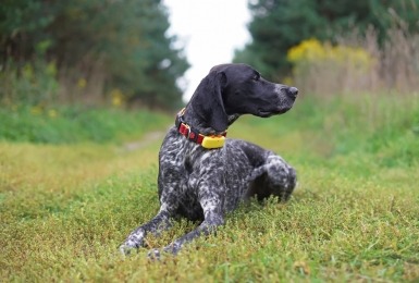 Zittende hond met tracker aan halsband