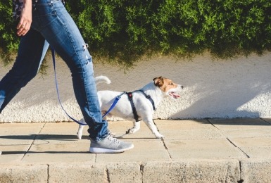 Jack Russel hond met tuigje wandelt aan leiband