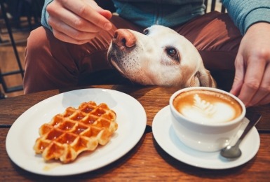 Hond op café met koffie en wafel