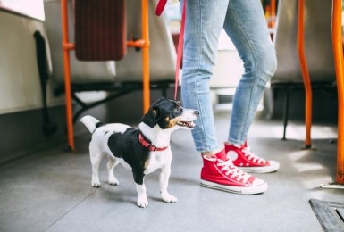 Hondje op de bus