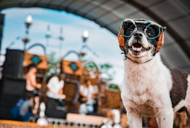Hond met bril en oorbescherming op muziekfestival