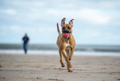 Hond loopt met bal over het strand, eigenaar loopt verderop