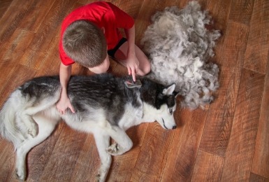 Husky in de rui wordt geborsteld door jongen