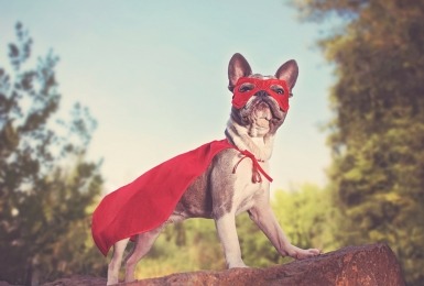 Franse bulldog met superheldenkostuum