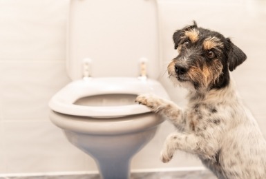 Ruwharige jack russel bij toilet 