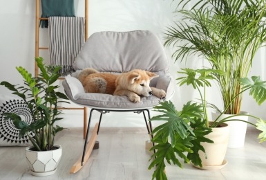 Hond zit tussen kamerplanten op een stoel