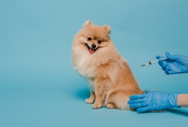 Hondje krijgt vaccin ingespoten door gehandschoende hand