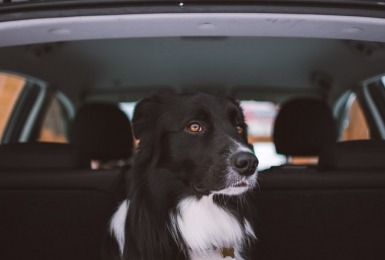 je_hond_veilig_vervoeren_in_de_auto_doe_je_zo