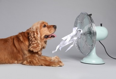 Bruine cocker spaniel zit voor ventilator