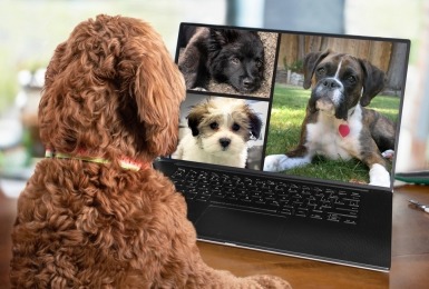 Hond doet videocall met andere honden 