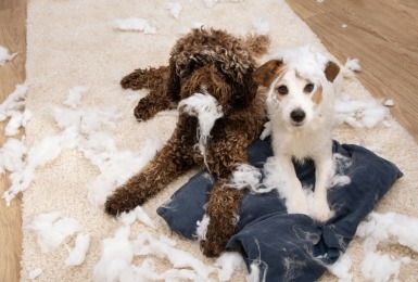 Labradoodle en terriër hebben kussen vernield