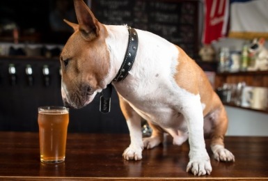 Pitbull zit op toog en ruikt aan glas bier
