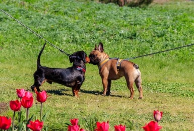 Twee aangelijnde honden ontmoeten elkaar