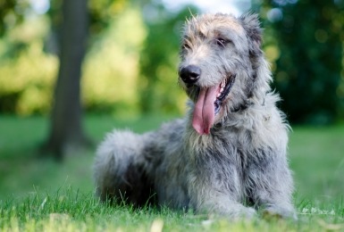 Ierse wolfshond 