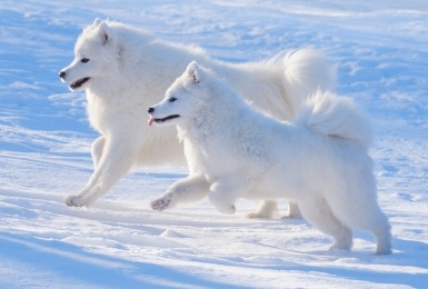 Twee samojeden rennen door de sneeuw