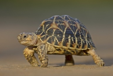 Indische sterschildpad