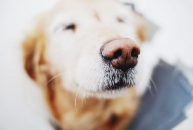 Is een neusafdruk van een hond even uniek als een vingerafdruk? 