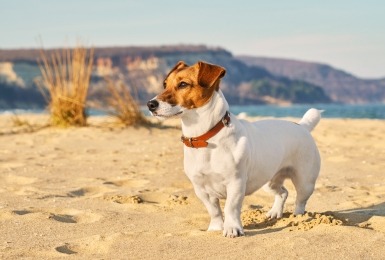 Jack russell op het strand 