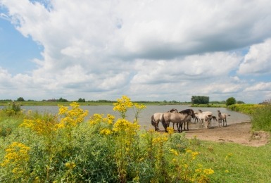 Paarden in natuurgebied met waterpartij en veel jacobskruiskruid