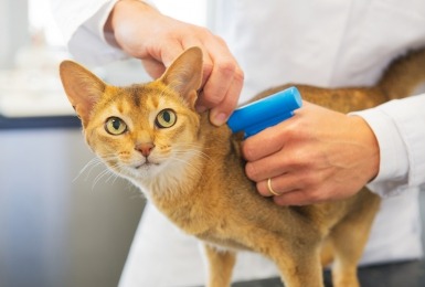 je_kat_chippen_zo_doe_je_dat