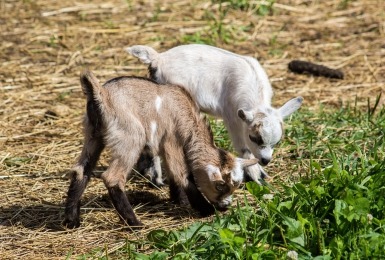 Twee grazende geitjes