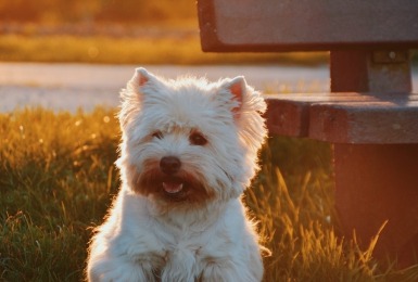 Witte hond in het gras
