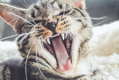 Geeuwende tijgerkat