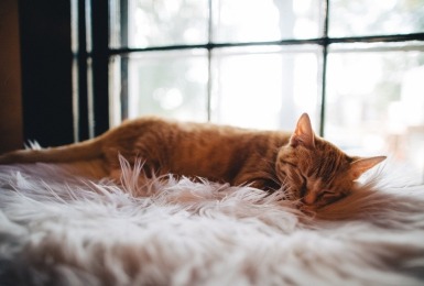 Rosse kat ligt te slapen