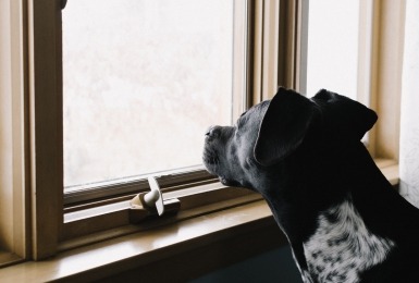 Kan mijn hond eenzaam zijn?