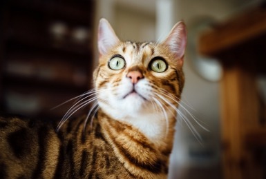 kunnen_katten_kleuren_zien