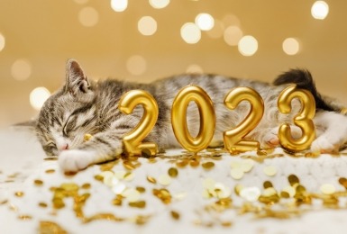 Kat met gouden, opblaasbare 2023