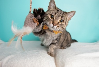 Kat met strikje speelt met hengelprooi op bed 