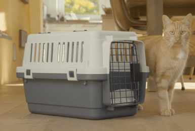 Rosse kat staat naast reismand 