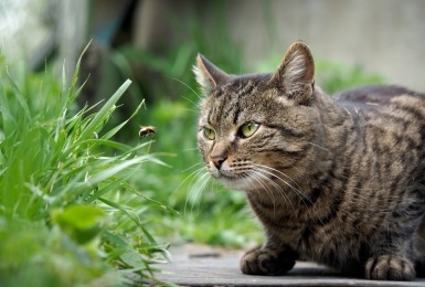Kat kijkt naar bij