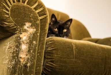 Kat ligt op beschadigde vintage zetel