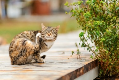 Bruine getijgerde kat krabt zichzelf met achterpoot op houten terras