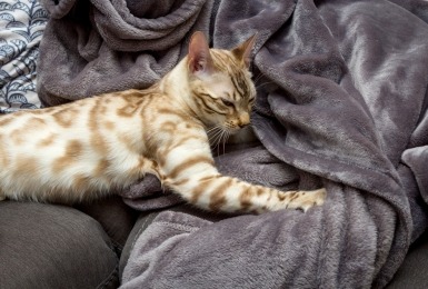 Bengaalse kat trappelt op een dekentje