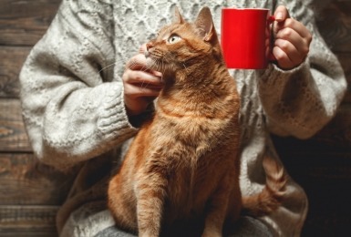 Kat op schoot van vrouw met beker koffie