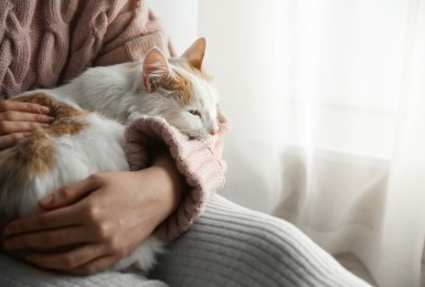 Wit met rosse kat zit op schoot bij vrouw