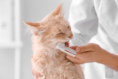 Tanden van rosse kat worden gepoetst met speciale tandenborstel over de wijsvinger geschoven 