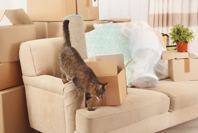 Kat zit op zetel tussen de verhuisdozen 