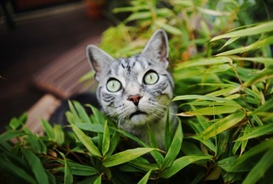 Kat tussen planten