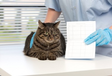 Kat op tafel bij dierenarts met vaccinatieboekje
